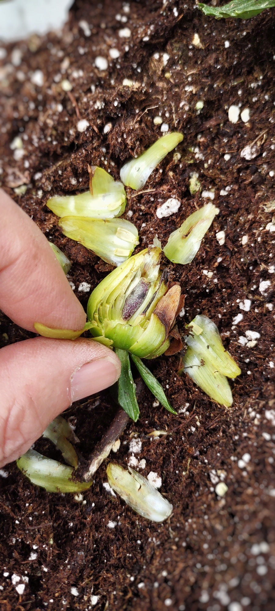 Dahlia - Harvested Seeds - Cold Creek Natural Farm