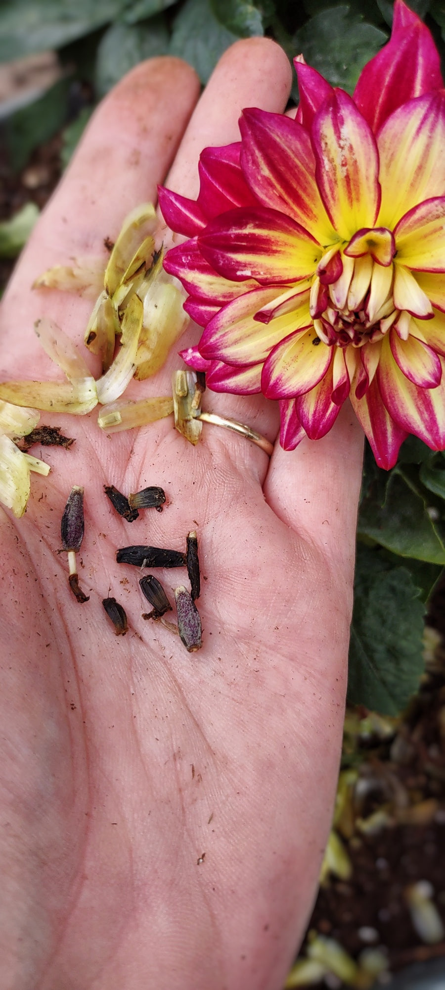 Dahlia - Harvested Seeds - Cold Creek Natural Farm