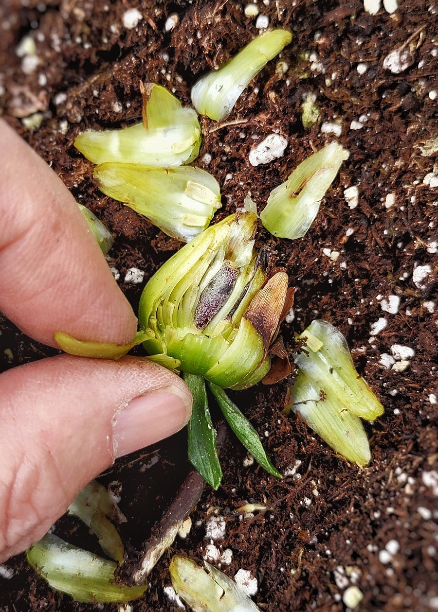 Dahlia - Harvested Seeds - Cold Creek Natural Farm