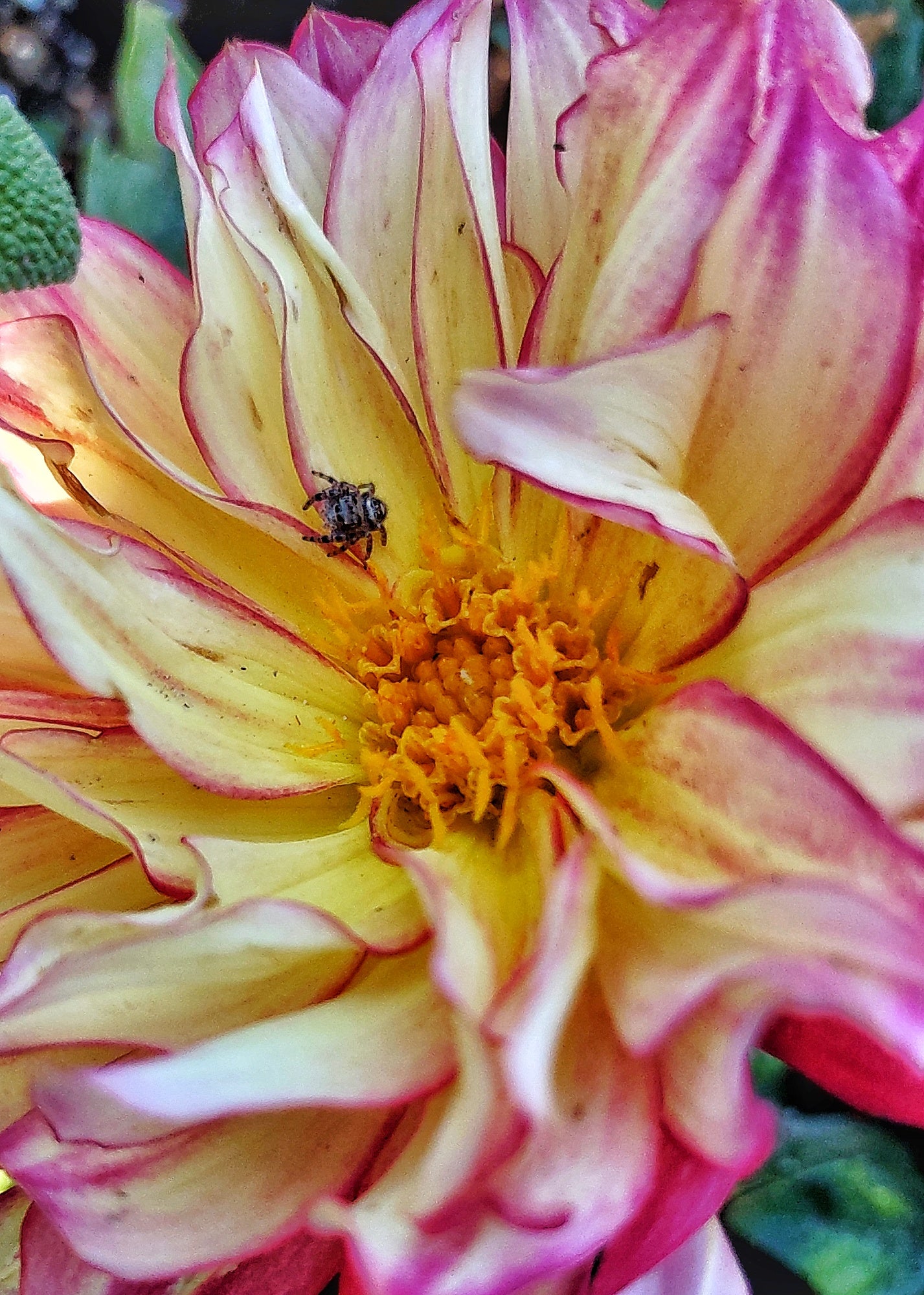 Dahlia - Harvested Seeds - Cold Creek Natural Farm