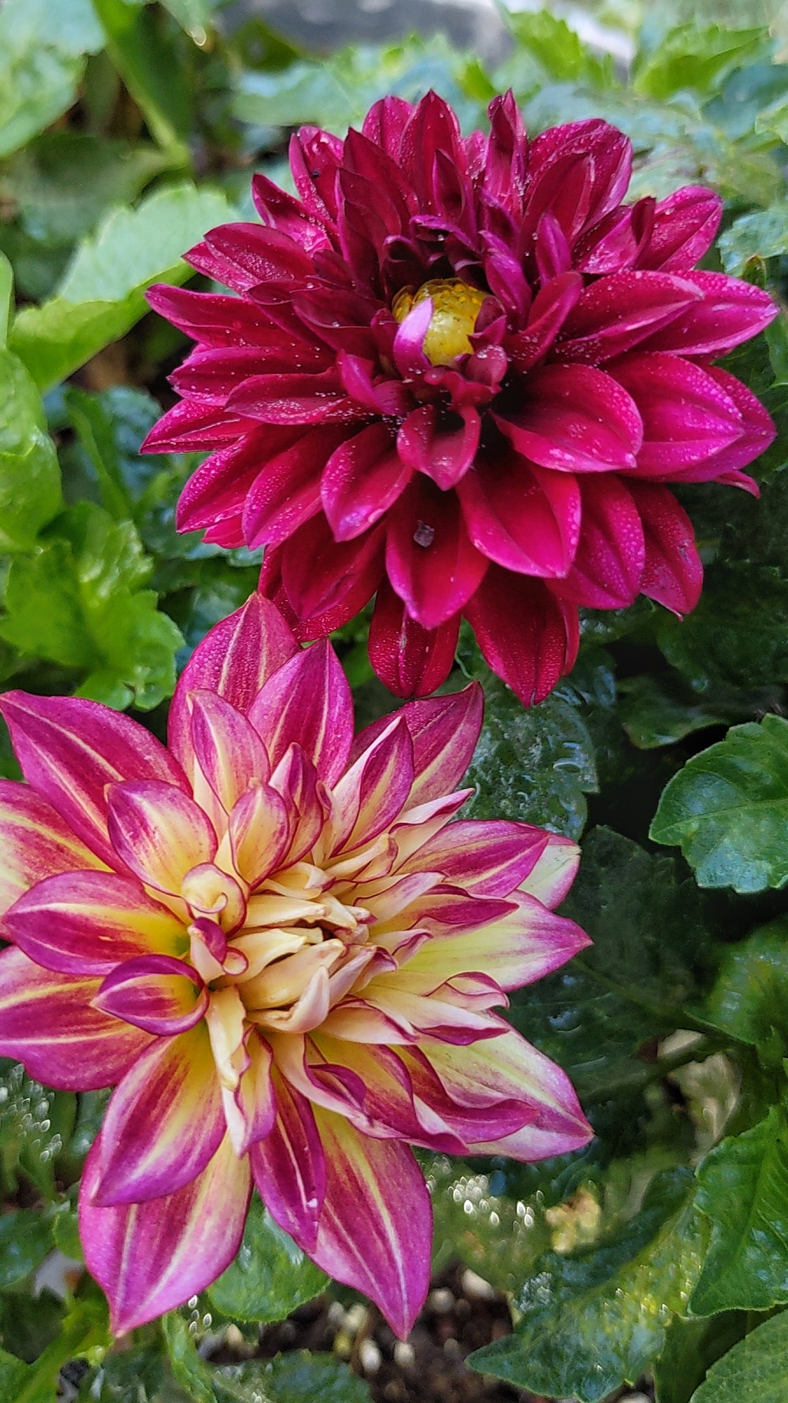 Dahlia - Harvested Seeds - Cold Creek Natural Farm