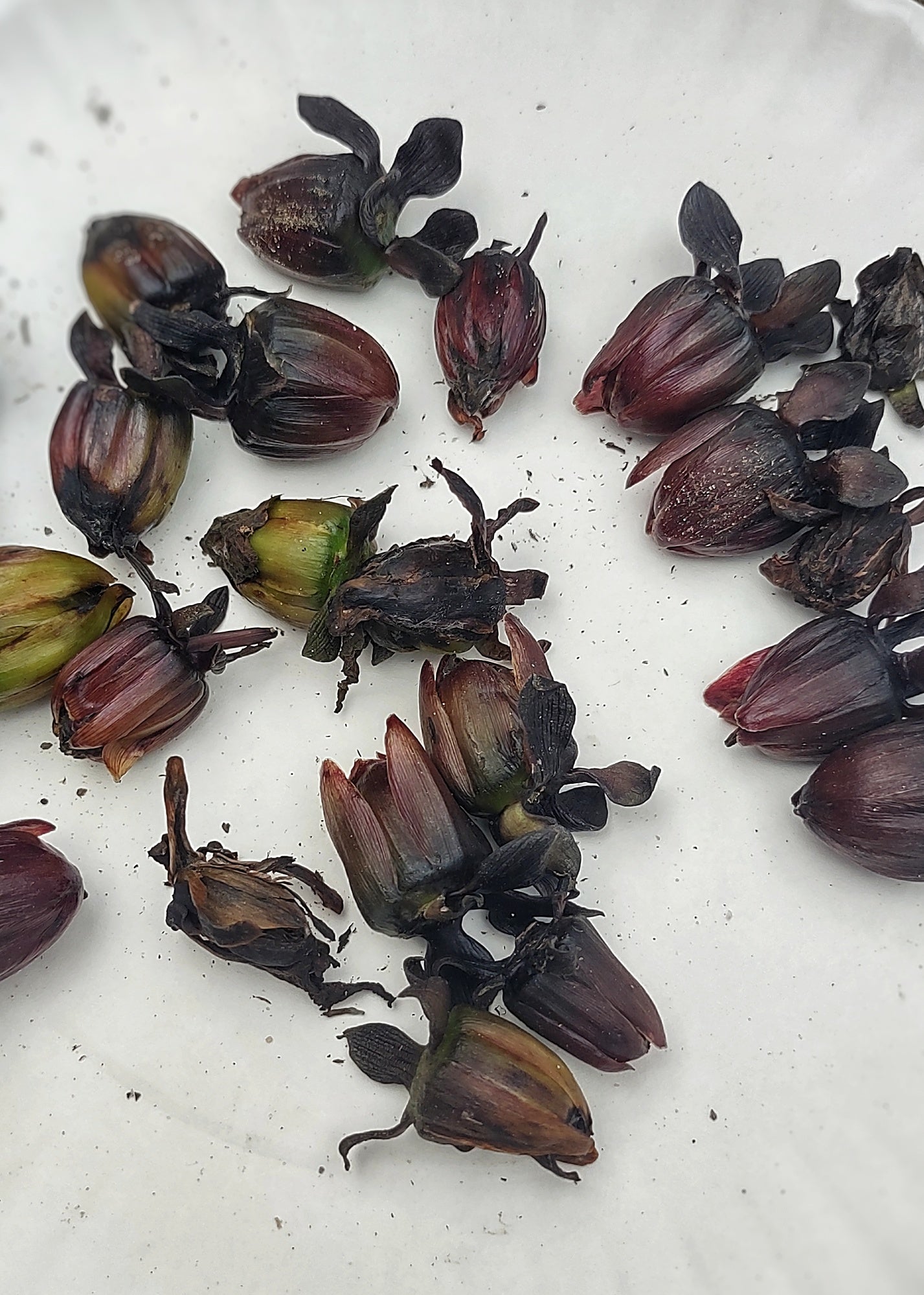 Dahlia - Harvested Seeds - Cold Creek Natural Farm