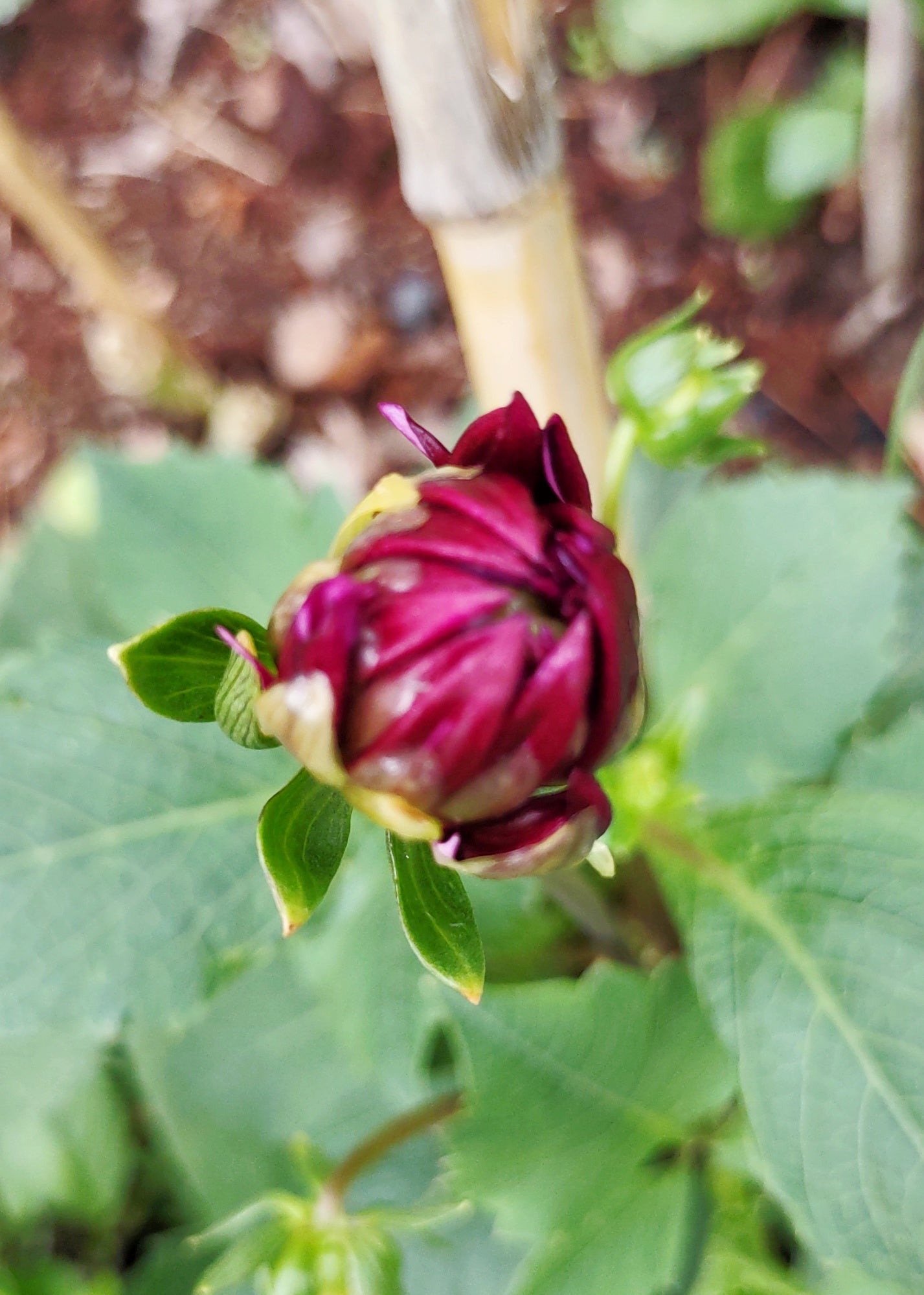 Dahlia - Harvested Seeds - Cold Creek Natural Farm