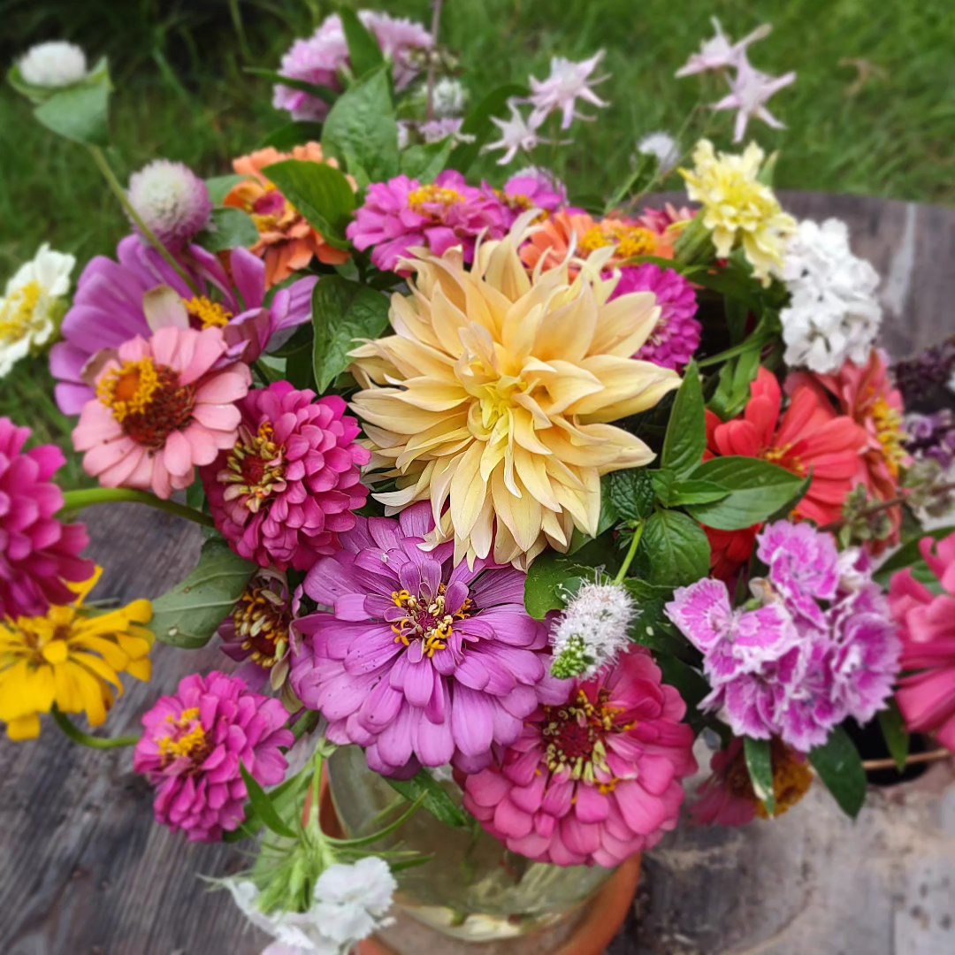 Zinnia Bright Mix - Harvested Seeds (25 seeds)