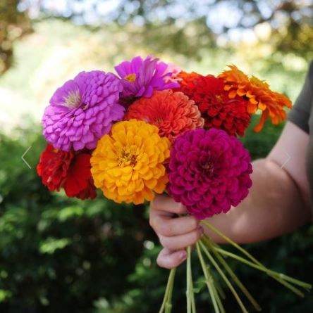 Zinnia Bright Mix - Harvested Seeds (25 seeds)