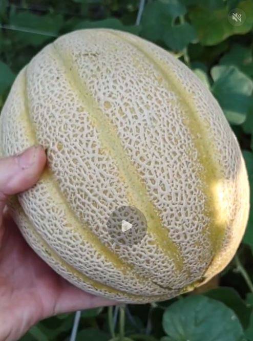 Organic - Heart of Gold Cantaloupe (15 seeds) - Cold Creek Natural Farm