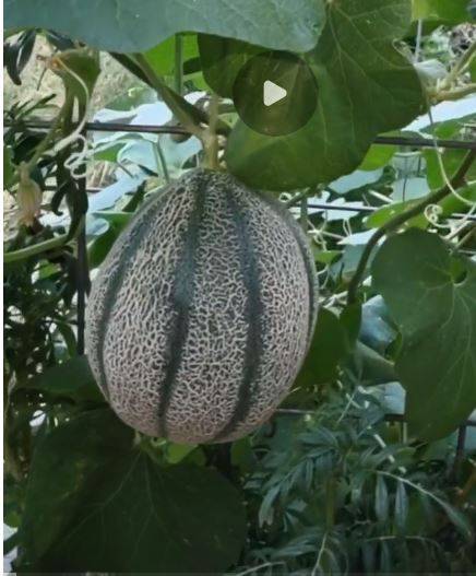 Organic - Heart of Gold Cantaloupe (15 seeds) - Cold Creek Natural Farm