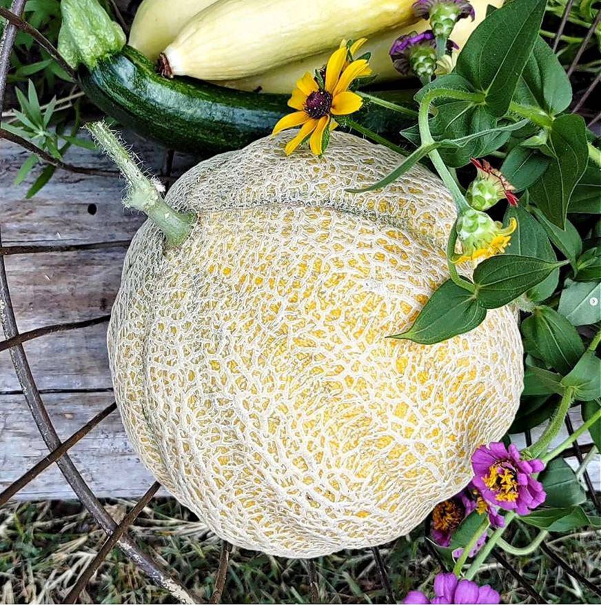 Organic - Heart of Gold Cantaloupe (15 seeds) - Cold Creek Natural Farm