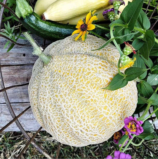 Organic - Heart of Gold Cantaloupe (15 seeds) - Cold Creek Natural Farm