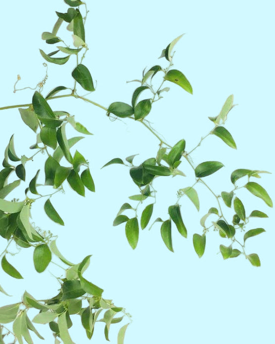 Natural Smilax vine adding garden-inspired style to event décor