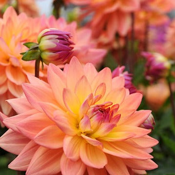 Dahlia Rooted Cuttings - Cold Creek Natural Farm