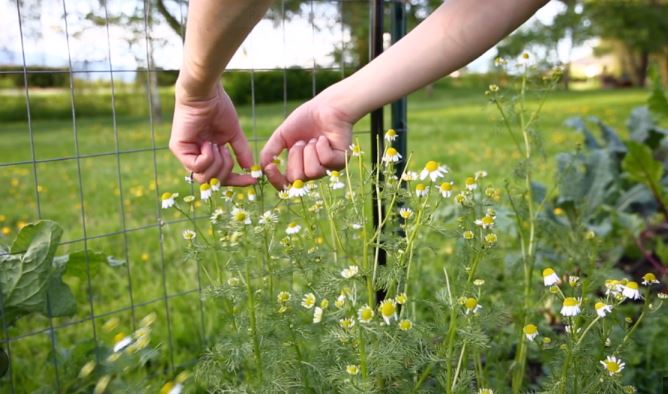 Chamomile Mint Tea - Dried - Cold Creek Natural Farm
