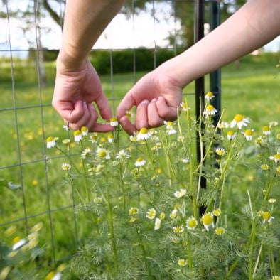 Chamomile Mint Tea - Dried - Cold Creek Natural Farm
