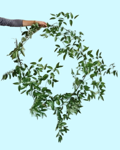 Organic draping Smilax vine for floral installations and décor