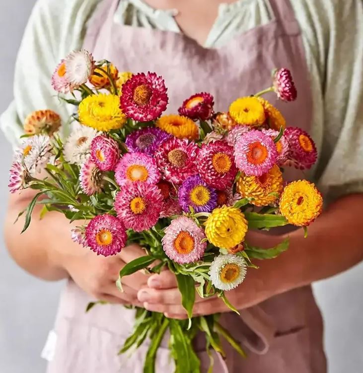 Heirloom Strawflower Mix - Harvested Seeds (25 seeds)