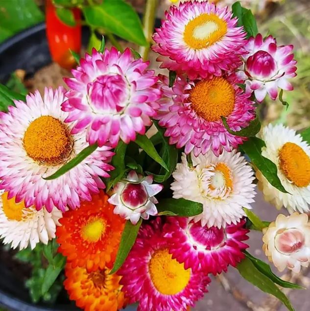 Heirloom - Strawflower Mix