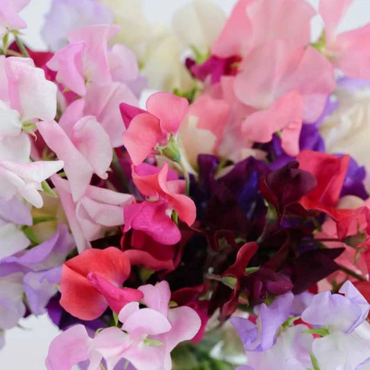 Heirloom Sweet Pea - Harvested Seeds (25 seeds)