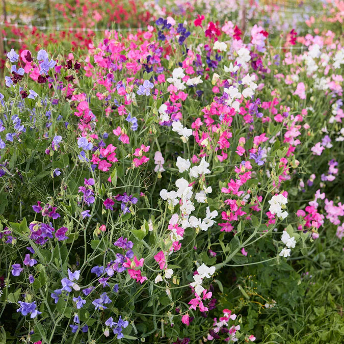 Heirloom Sweet Pea - Harvested Seeds (25 seeds)