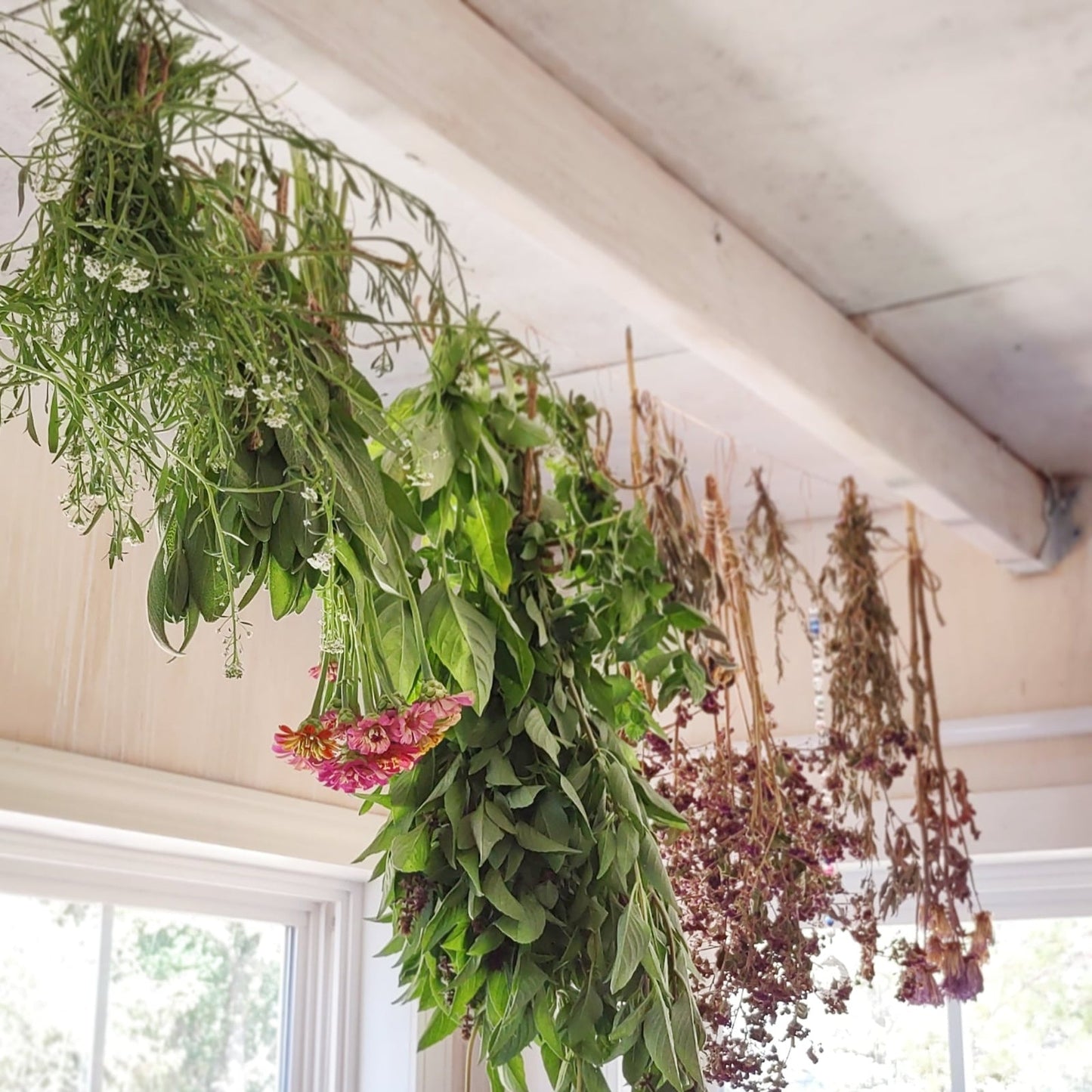 Herbs hanging to dry in a kitchen with windows in the background