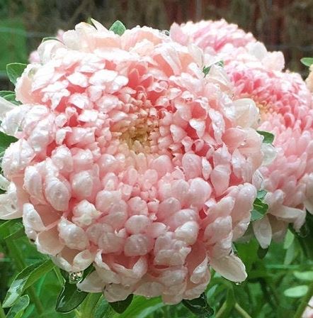 China Aster - King Size Apricot