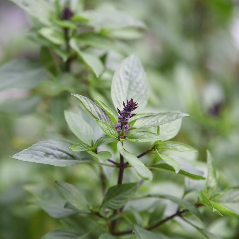 Organic Plant Food - Cold Creek Natural Farm
