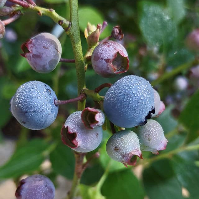 Organic Plant Food - Cold Creek Natural Farm