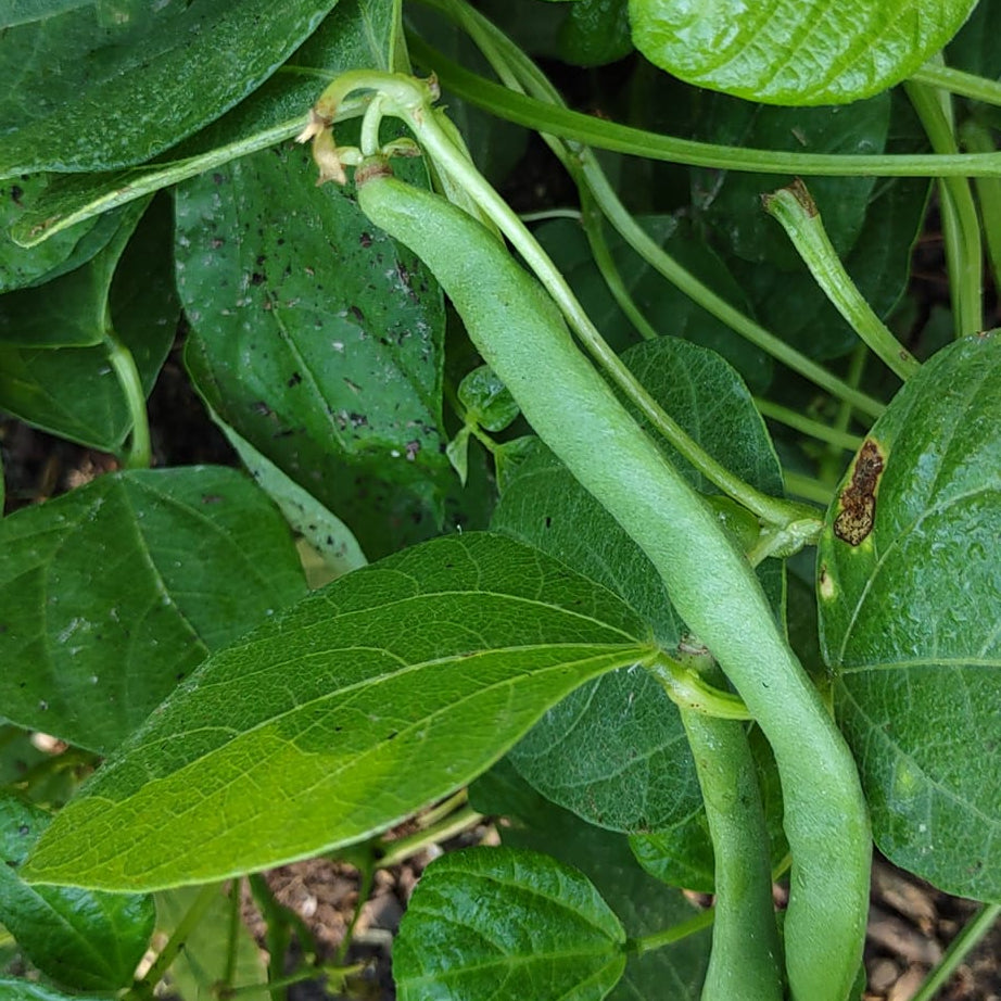 Organic Plant Food - Cold Creek Natural Farm