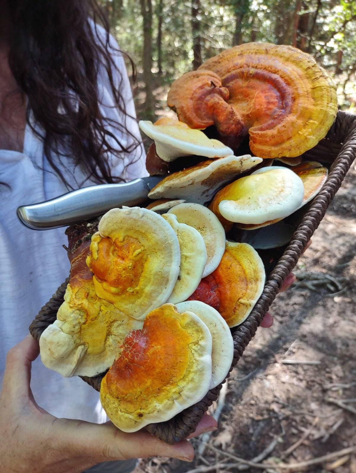 GOLDEN REISHI MUSHROOM - DRIED - HARVESTED FROM OUR LAND - Cold Creek Natural Farm