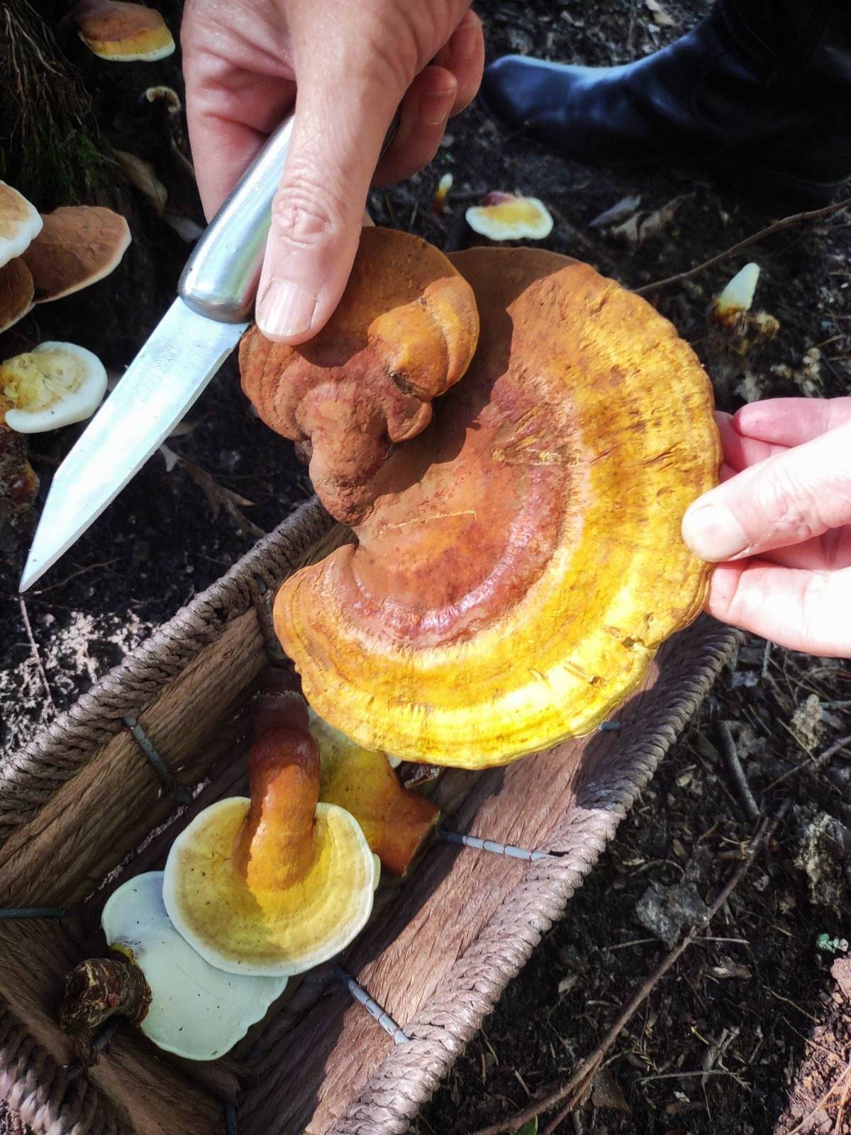 GOLDEN REISHI MUSHROOM - DRIED - HARVESTED FROM OUR LAND - Cold Creek Natural Farm