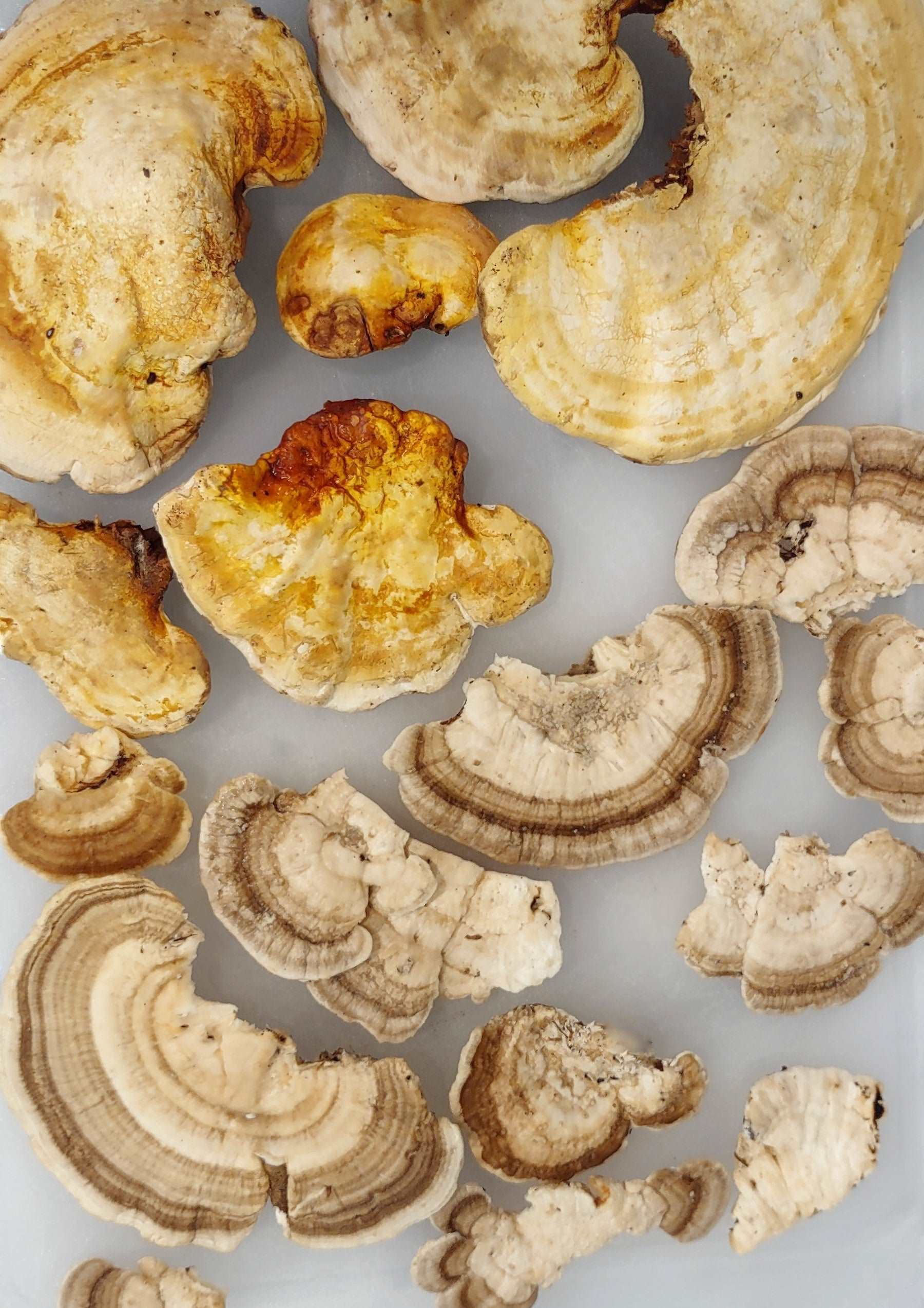 TURKEY TAIL MUSHROOM - DRIED - HARVESTED FROM OUR LAND - Cold Creek Natural Farm