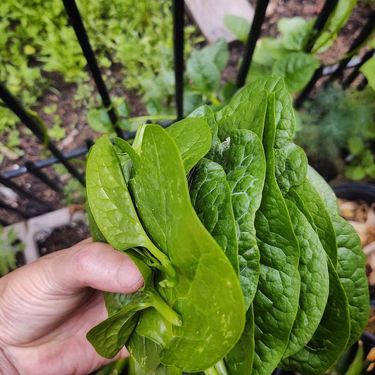 Organic Plant Food - Cold Creek Natural Farm