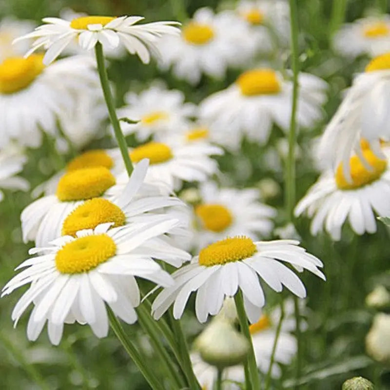 Field of white Shasta daisies with yellow centers