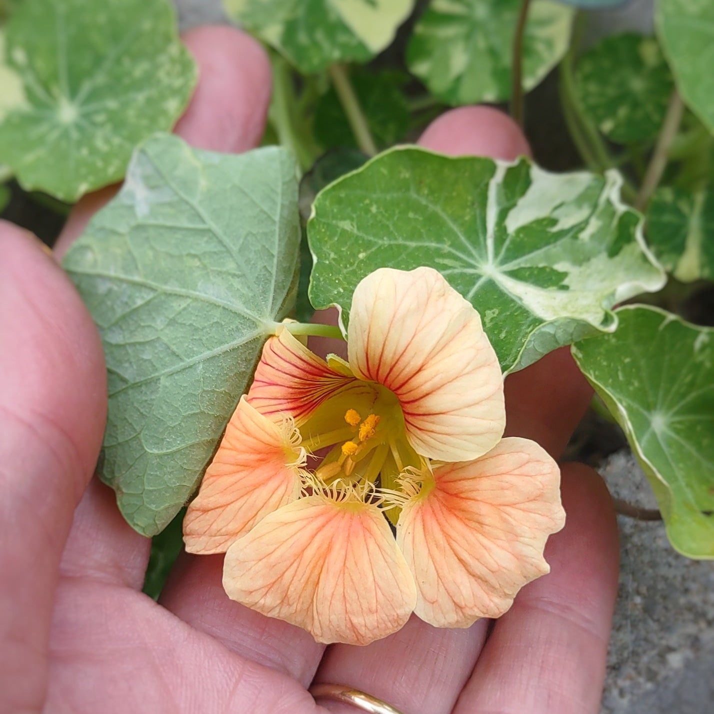 Nasturtium - Dried - Cold Creek Natural Farm