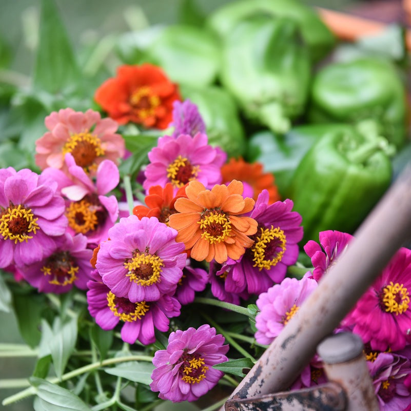 Organic Plant Food - Cold Creek Natural Farm