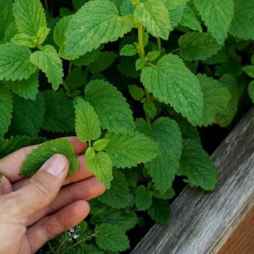 Chamomile Mint Tea - Dried - Cold Creek Natural Farm