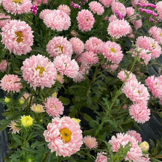 Bouquet of pink flowers with green leaves