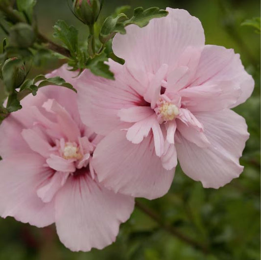 Pink Chiffon Rose of Sharon (25 seeds)