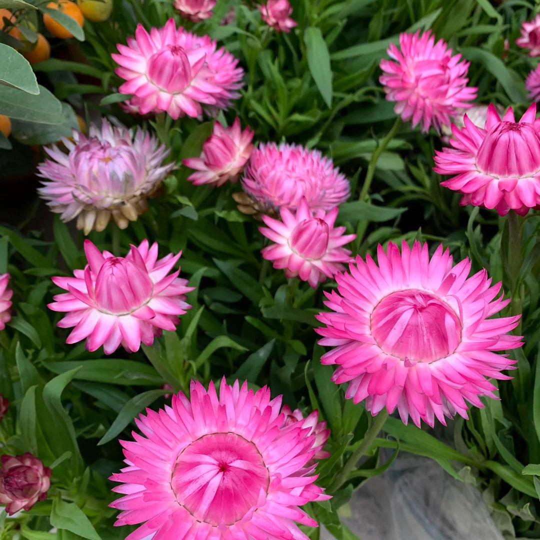 Pink strawflowers with green leaves in a garden setting
