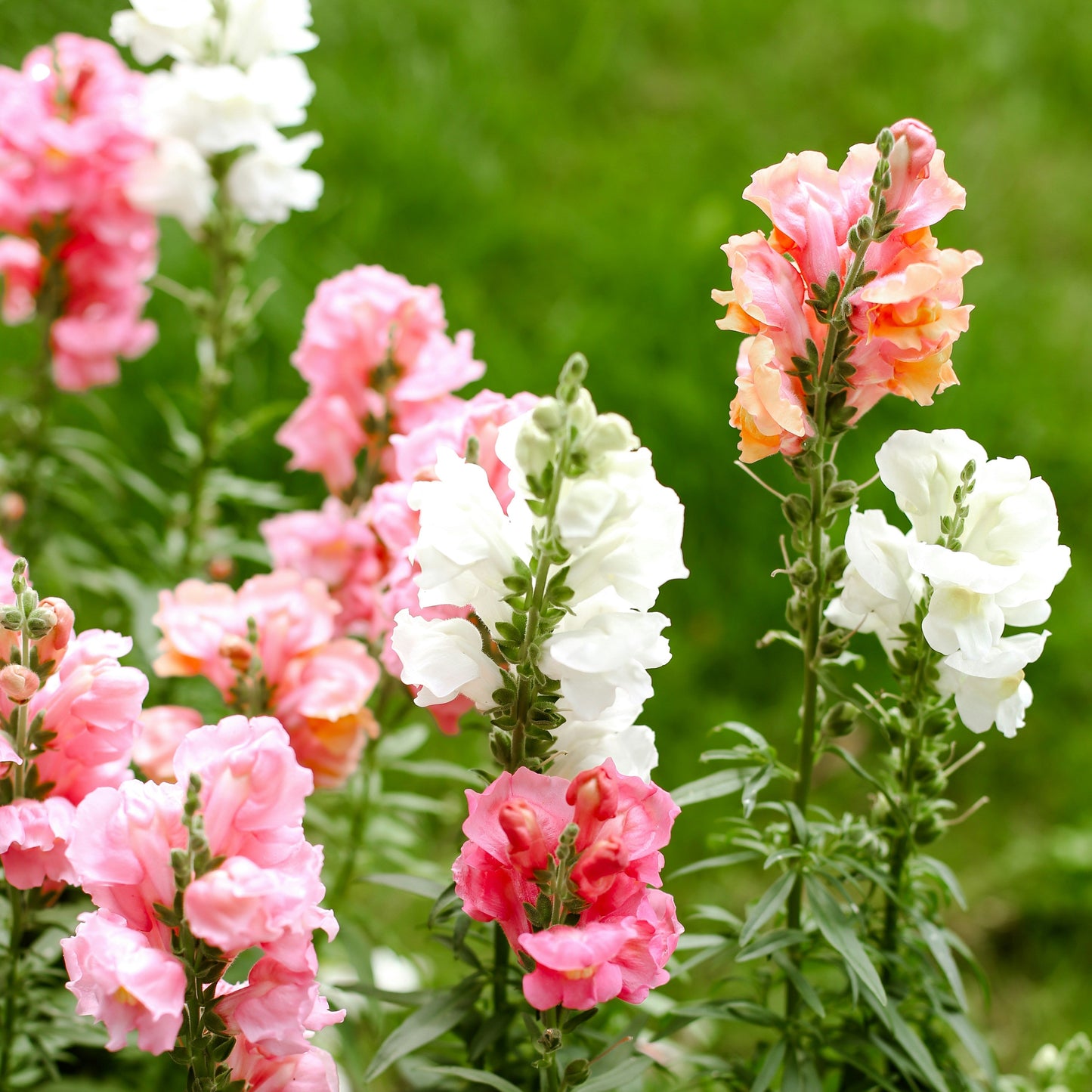 Pink and white snapdragon flowers with green leaves on a blurred green background