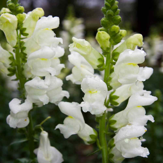 Tall White Snapdragon - Harvested Seeds (25 seeds)