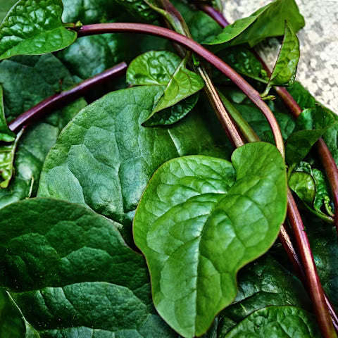 Malabar Spinach (10 seeds)