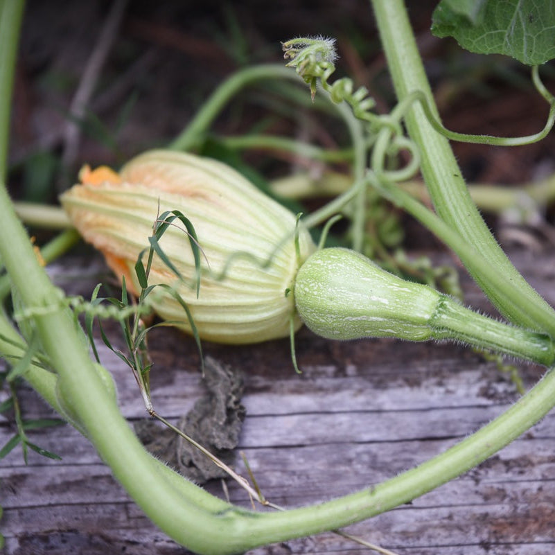 Organic Plant Food - Cold Creek Natural Farm